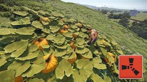 when to harvest berries rust